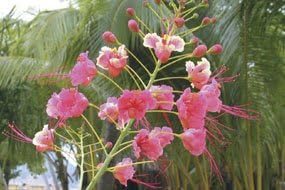 Hoya WAWO1117 37mm UV Filter