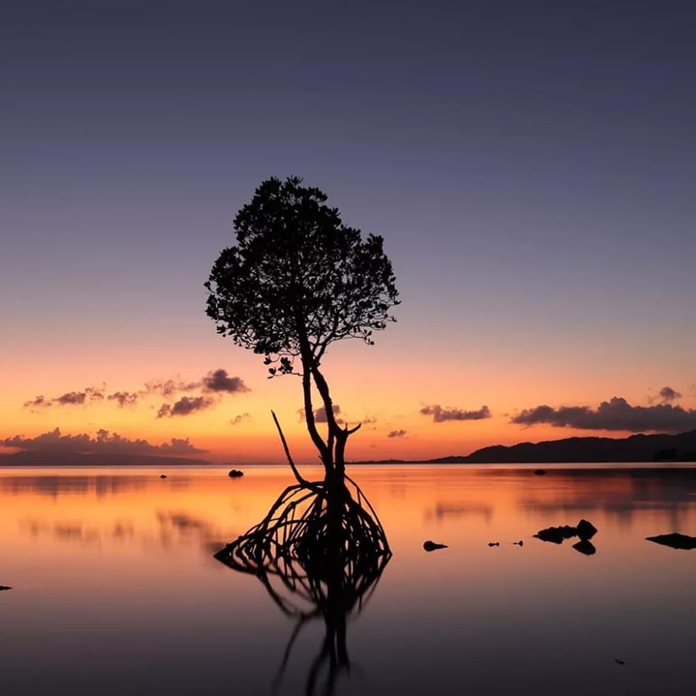 Canon E14CNEOSR501845STM EOS R50 Mirrorless Camera Bundle