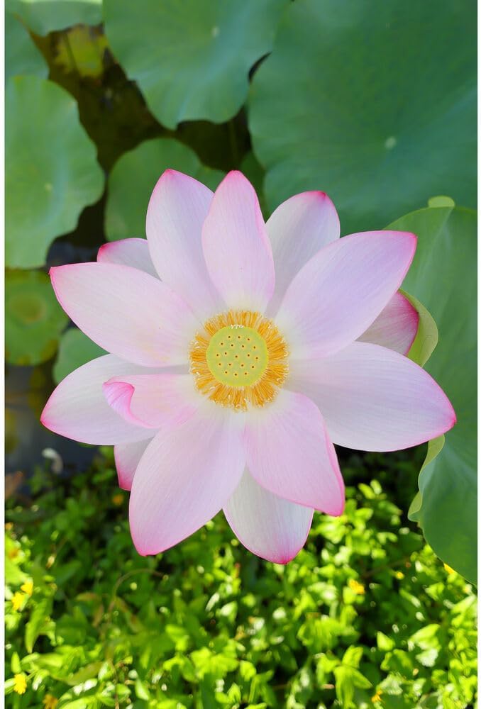 Canon 5051C002 RF 16mm f/2.8 STM Wide Angle Lens Kit