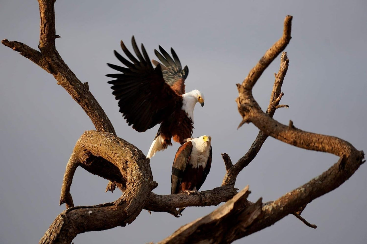 Sony SEL70350G E 70-350mm f/4.5-6.3 G OSS APS-C Lens Bundle