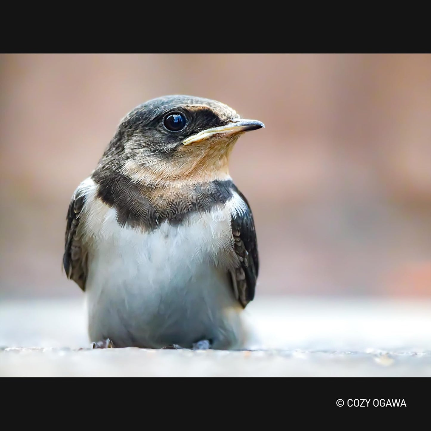 Panasonic H-RSA100400 Leica 100-400mm Micro Four Thirds Lens