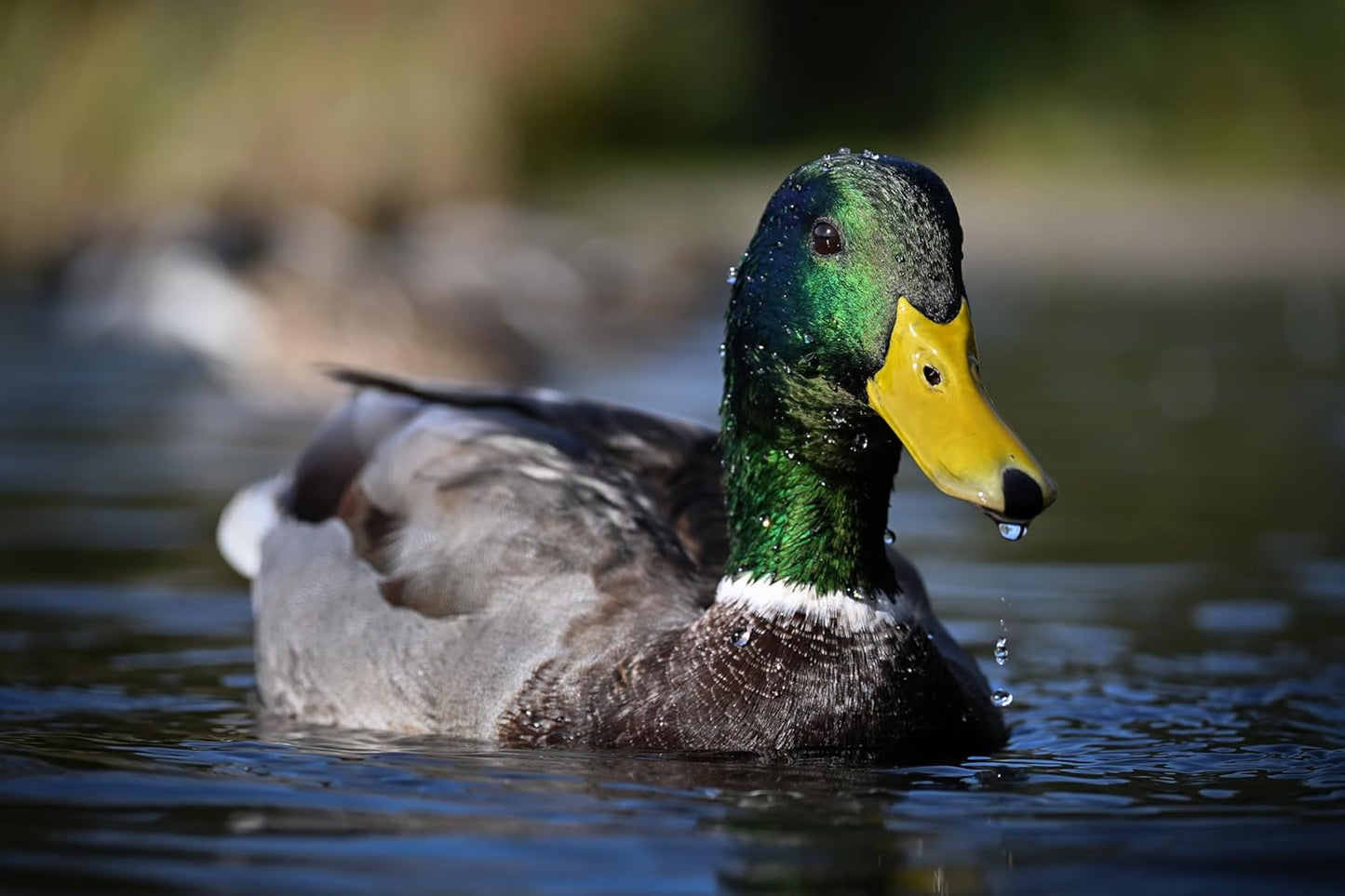 Nikon 1788 Z50 II Two Lens Mirrorless Camera Kit