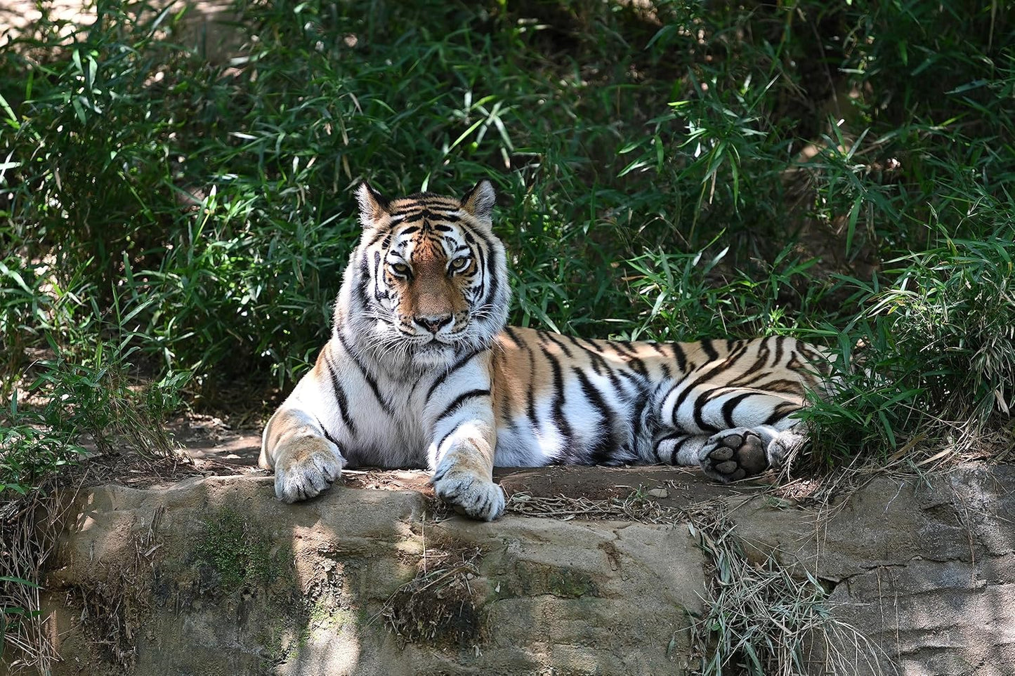 Nikon 20099 Z TELECONVERTER TC-2.0x Lens