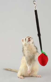 Marshall Pull - n-go Toy Ferret Cage Attachment — main product image