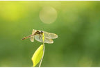Sigma 260965 105mm f/2.8 DG DN Macro Art Lens (Sony E)
