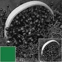 Tiffen 4311G1 43mm #11 Green B&W Filter