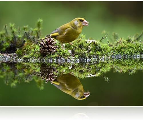 Nikon 20058 AF-S 200-500mm VR Telephoto Zoom Lens Bundle