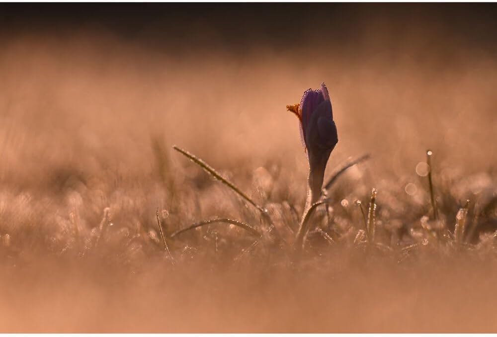 Nikon 20117 NIKKOR Z 180-600mm VR Lens Bundle