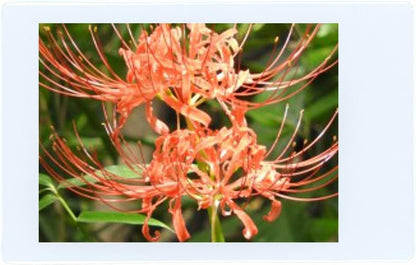 Fujifilm Instax Mini Film Twin Pack - 40 Sheets