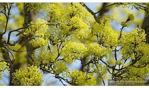 Sony FE 200-600mm OSS Telephoto Zoom Lens