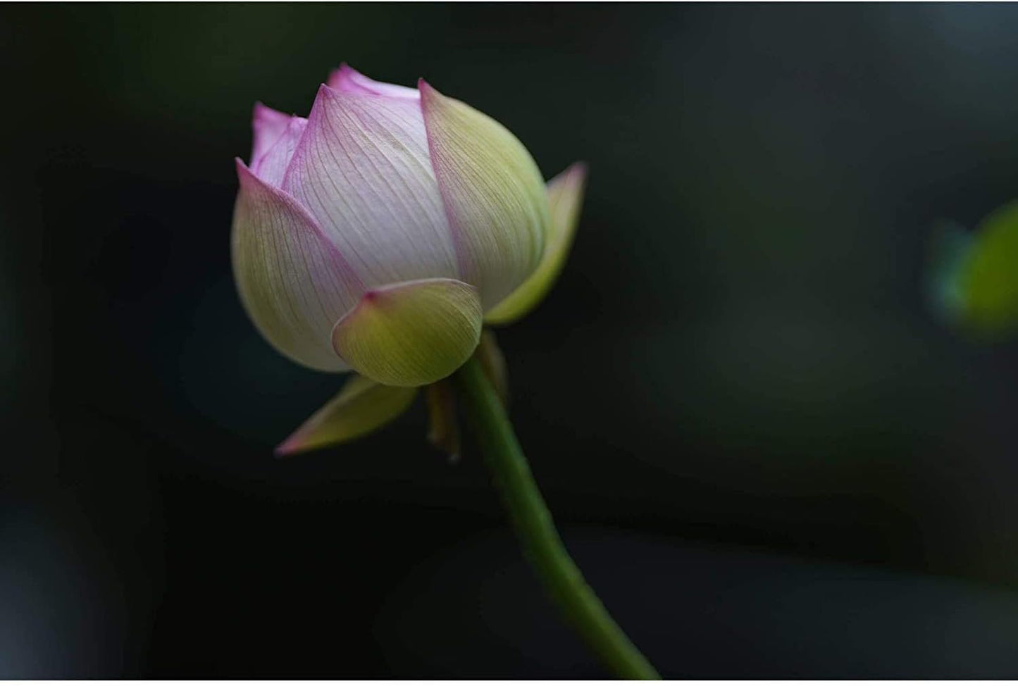 Sigma E11SG85F14SE 85mm F1.4 Sony E-Mount Lens Bundle