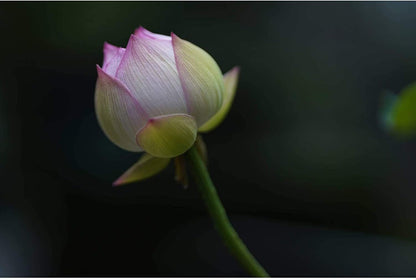 Sigma E11SG85F14SE 85mm F1.4 Sony E-Mount Lens Bundle