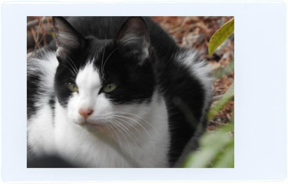 Fujifilm Instax Mini Instant Film 60 Sheets (3 Twin Packs)