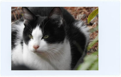 Fujifilm Instax Mini Instant Film 60 Sheets (3 Twin Packs)