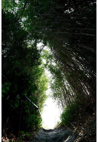 Sigma 10-18mm DC DN Lens: Canon RF Mount, Wide Angle