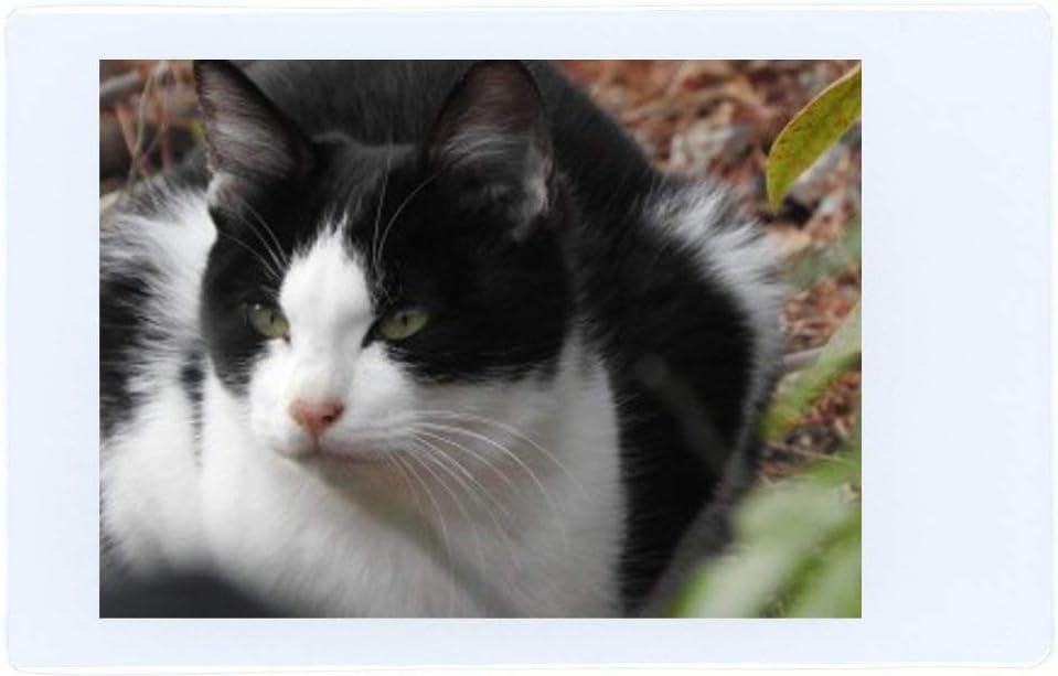 Fujifilm BHBUSWA1070 Instax Mini Film 100 Sheets