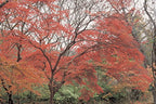 Hoya Y1RA54077 77mm Red Enhancer Filter