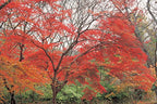 Hoya Y1RA54077 77mm Red Enhancer Filter