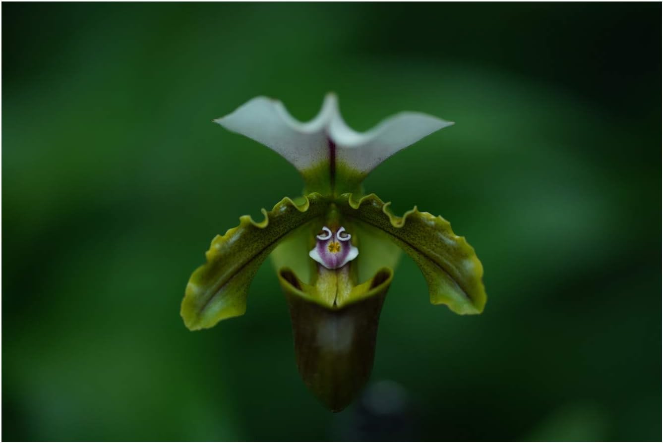 Sony SEL135F18GM FE 135mm F1.8 G Master Prime Lens