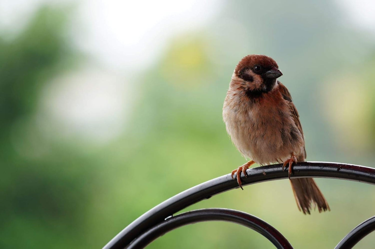 Sony SEL70350G 70-350mm F4.5-6.3 G OSS Lens