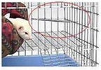Marshall FG-220 Ferret Corner Deterrent 4-Pack