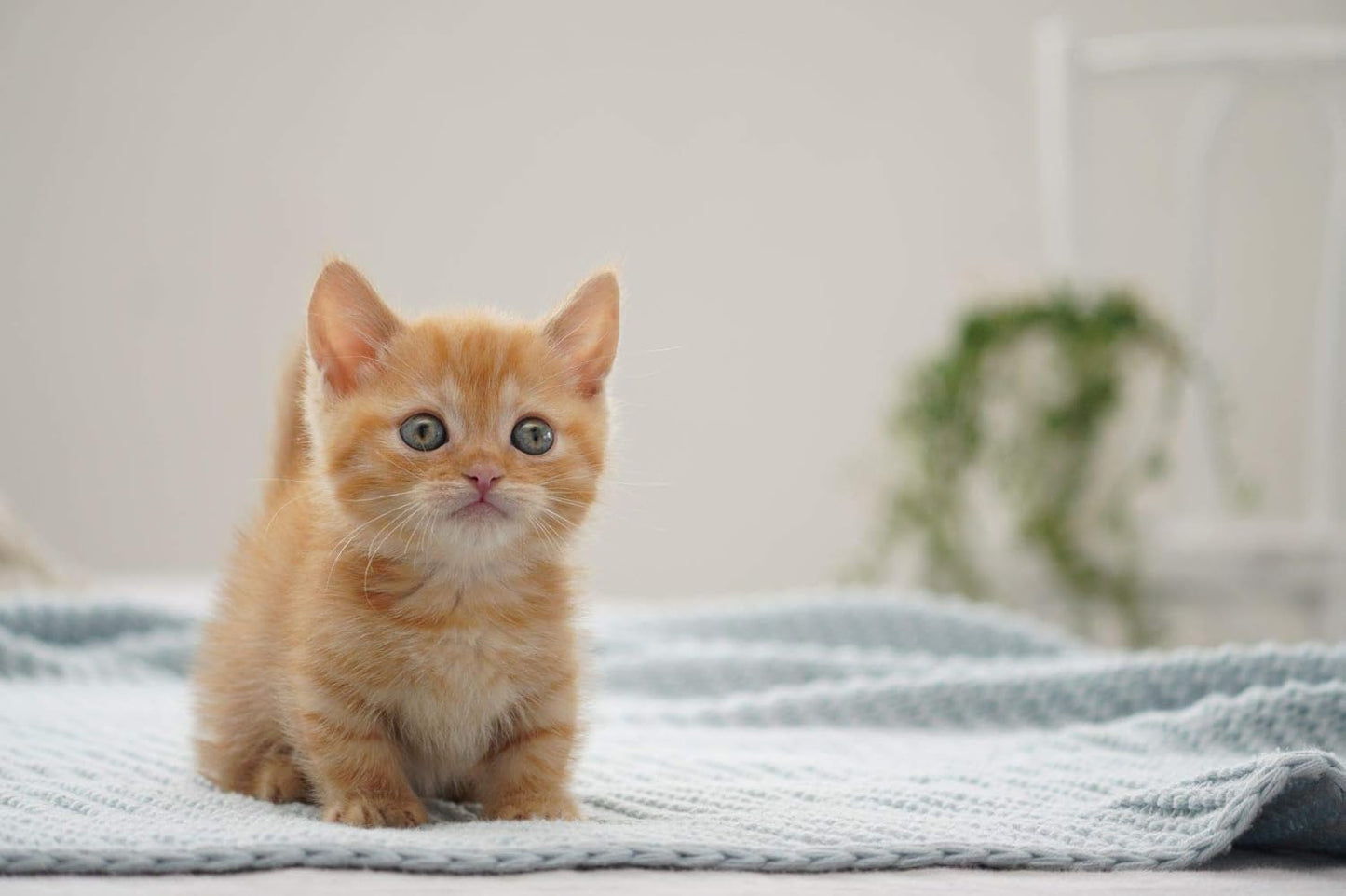 Sony SEL70350G 70-350mm F4.5-6.3 G OSS Lens