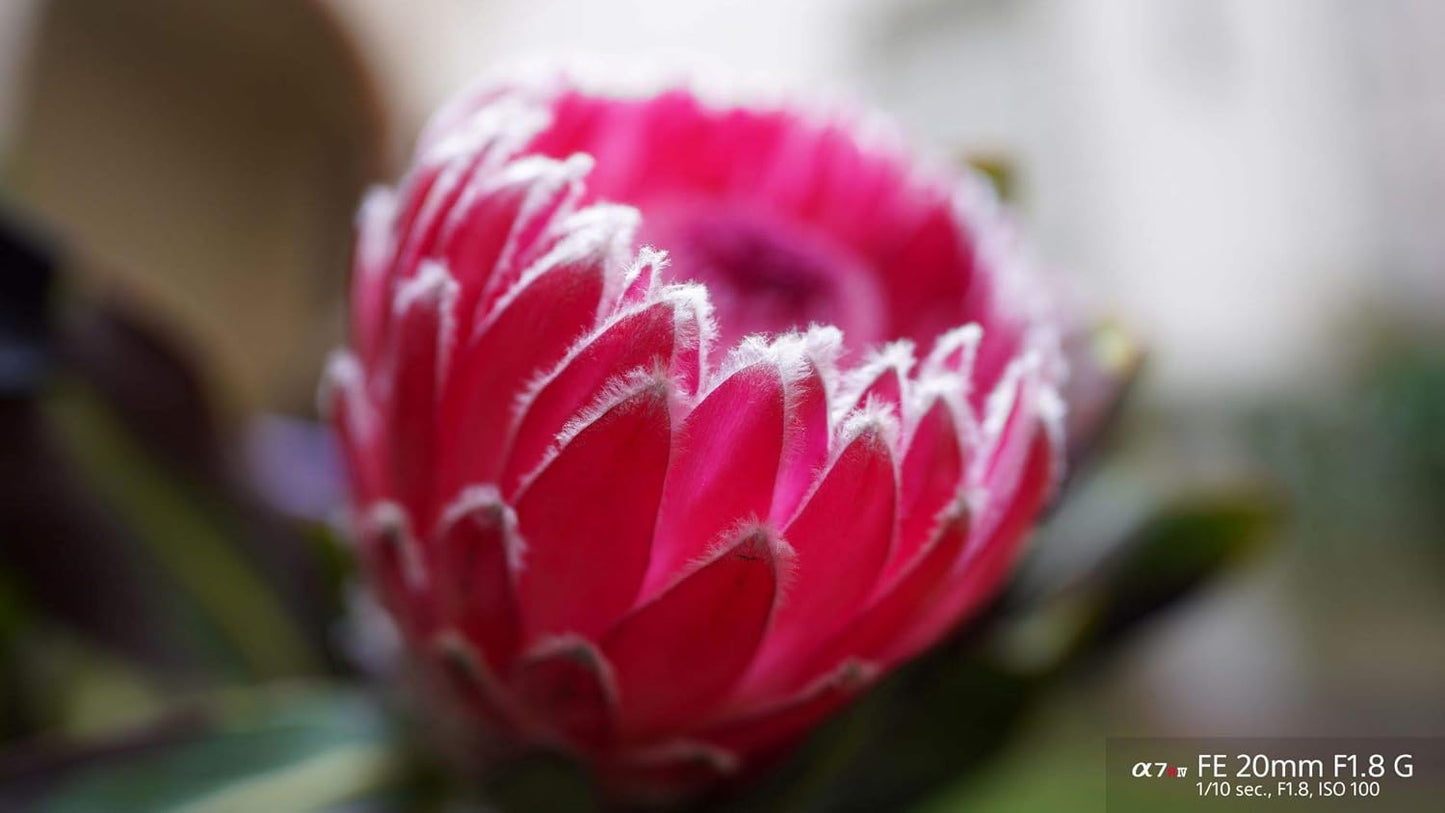 Sony SEL20F18G FE 20mm F1.8 G Ultra-Wide Lens