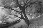 Hoya Y1IR72058 58mm Infrared R72 Filter Photography