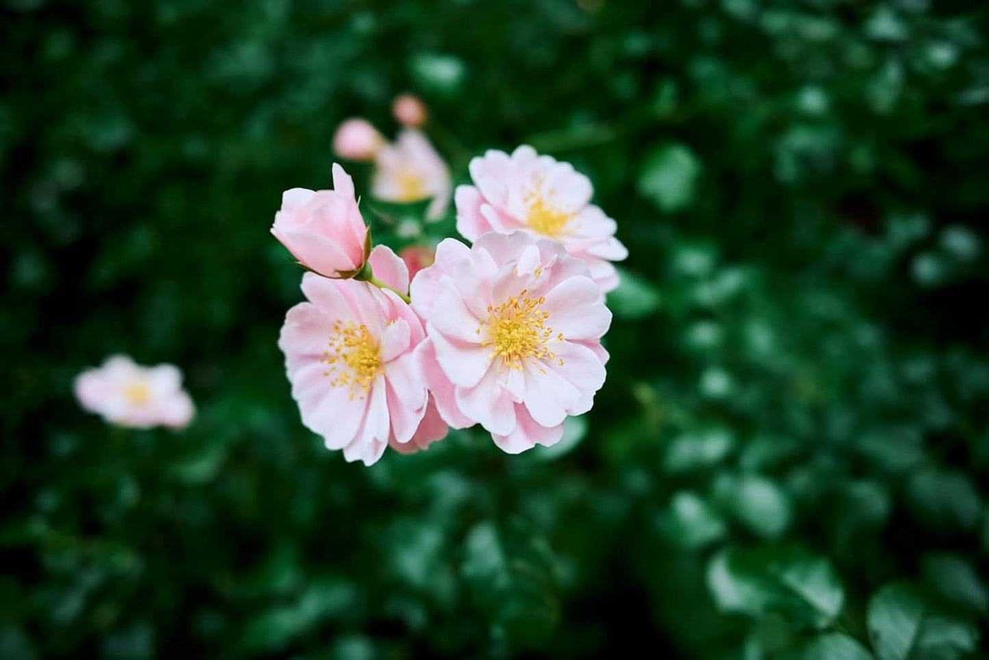 Nikon 1673 Z fc Mirrorless Camera with 28mm Lens