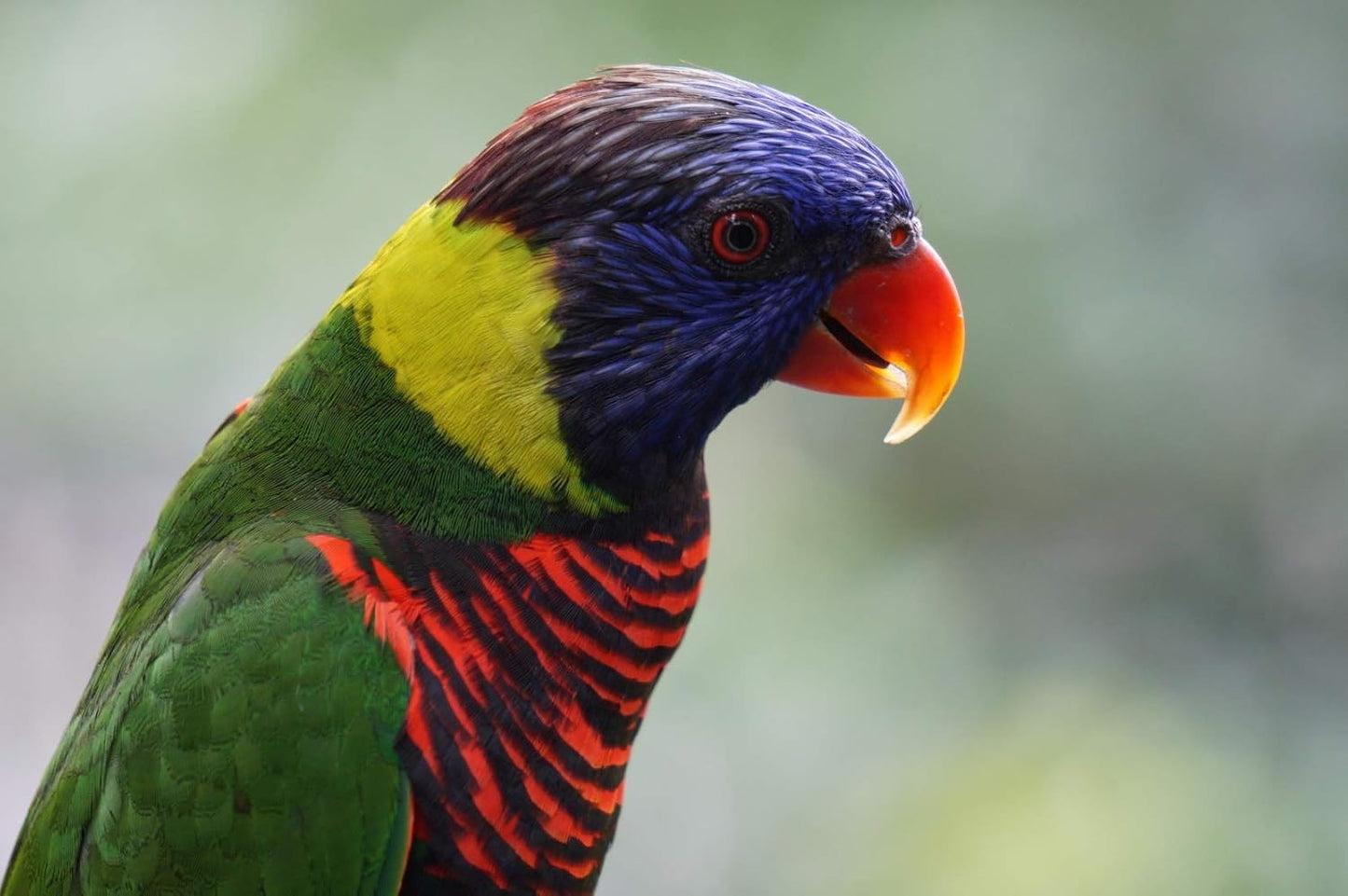 Sony SEL55210/B E 55-210mm Zoom Lens