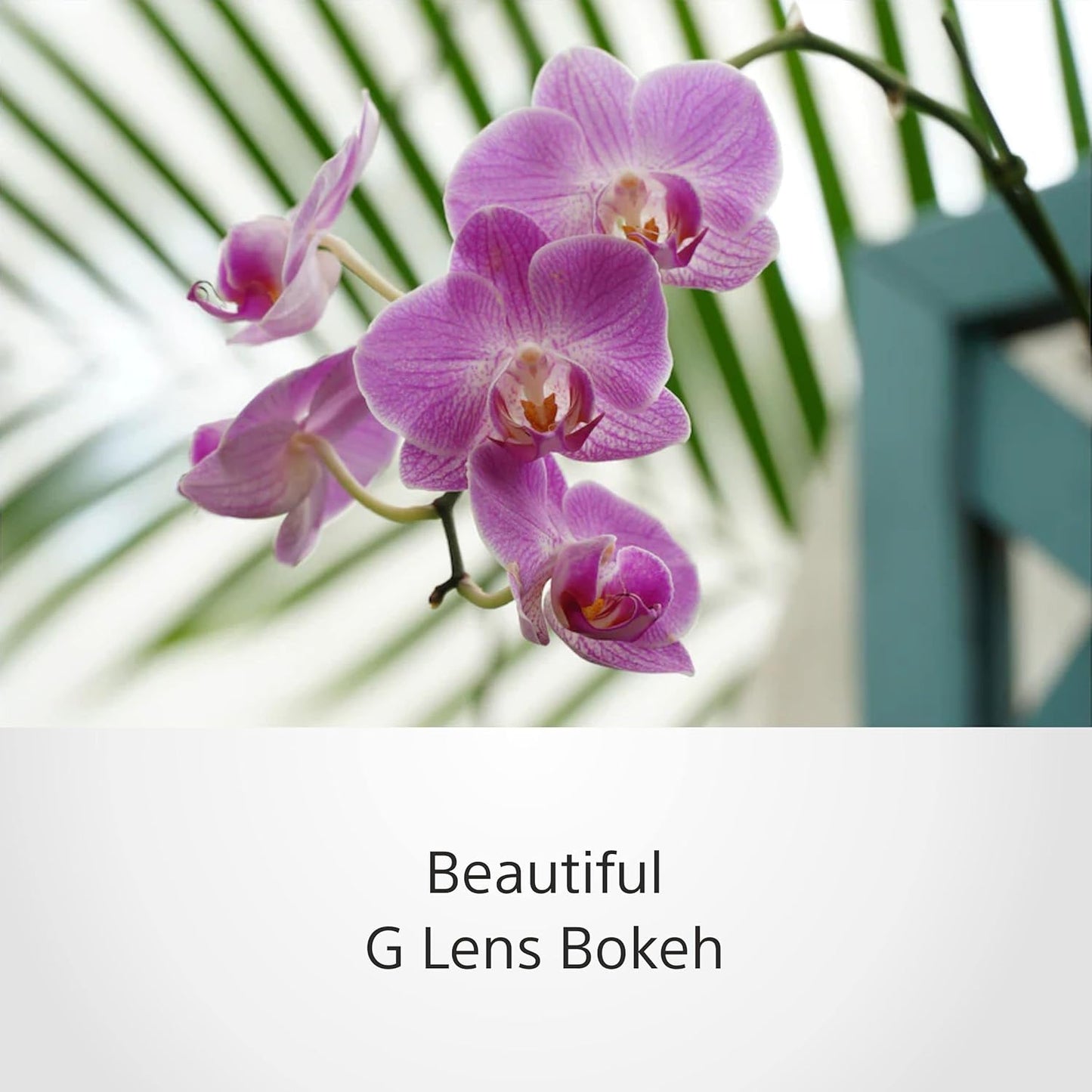 Sony SELP18105G E PZ 18-105mm F4 G OSS Power Zoom Lens