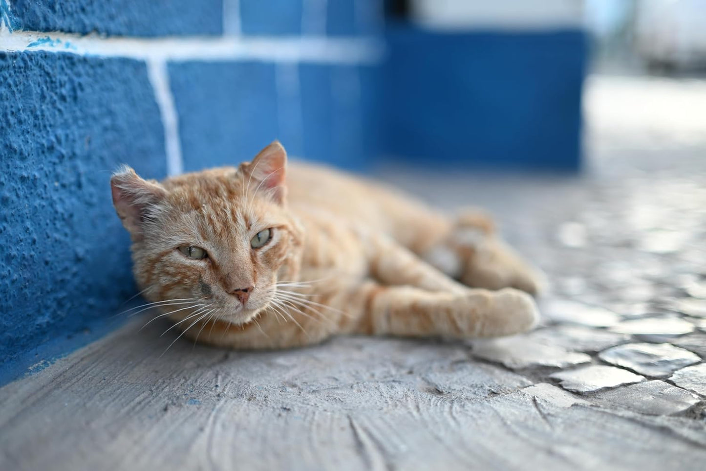 Nikon 20128 NIKKOR Z 50mm f/1.4 Standard Prime Lens