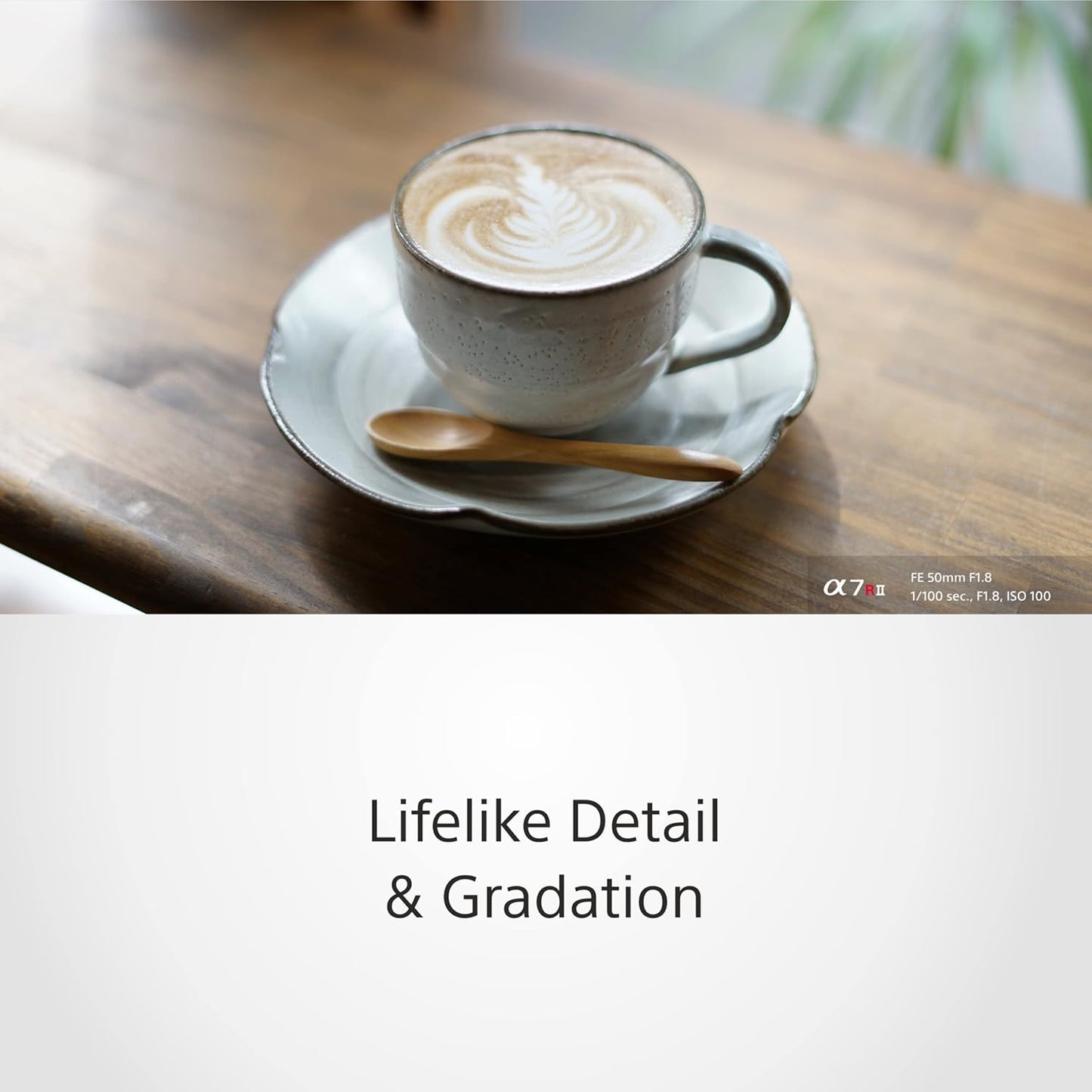 Sony SEL50F18F FE 50mm F1.8 Standard Prime Lens