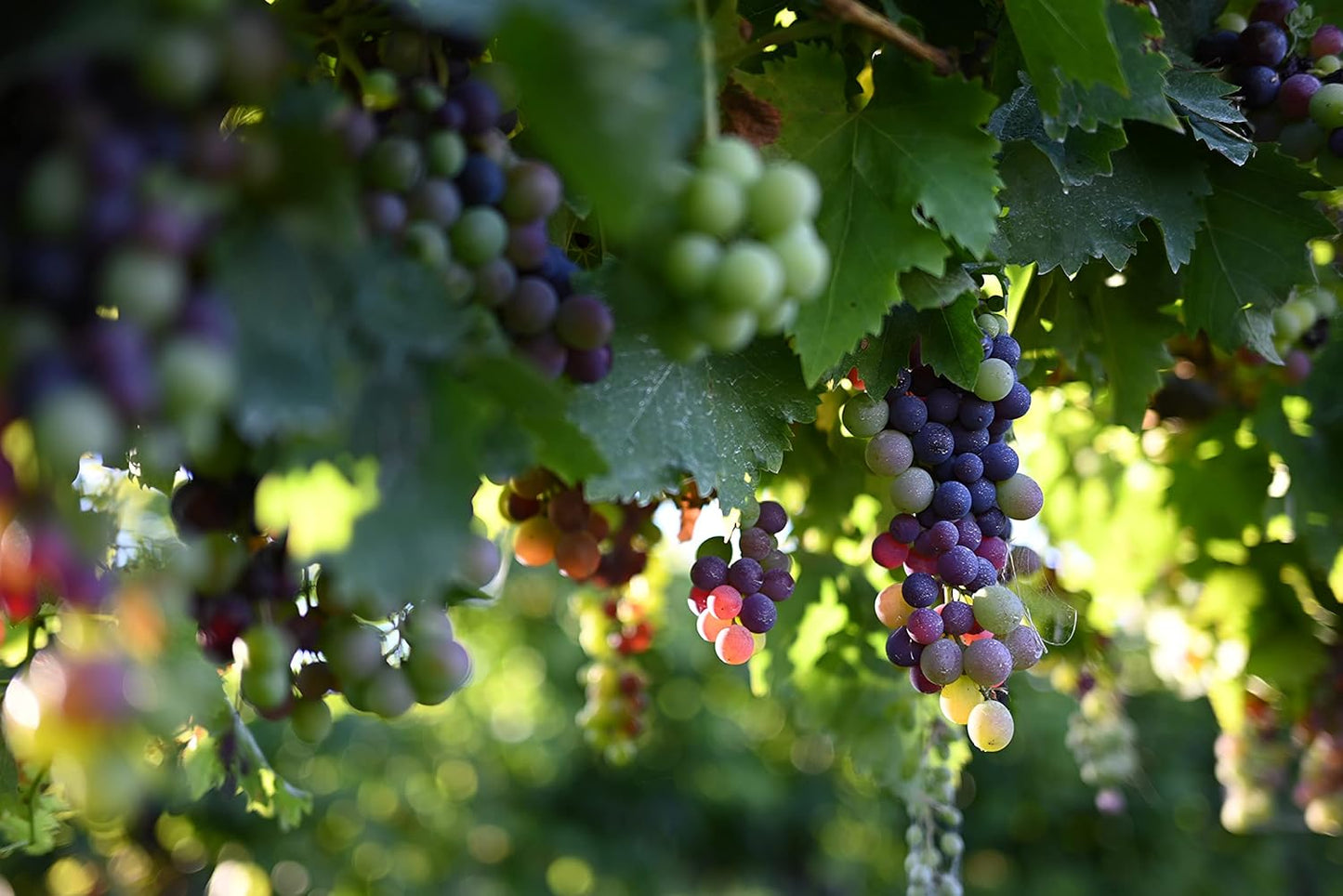 Nikon 20102 NIKKOR Z 40mm f/2 Prime Lens Z Mount