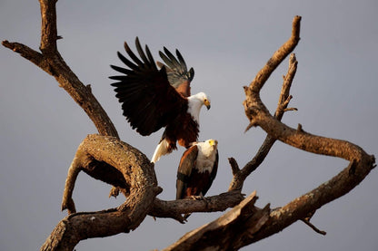 Sony SEL70350G 70-350mm F4.5-6.3 G OSS Lens