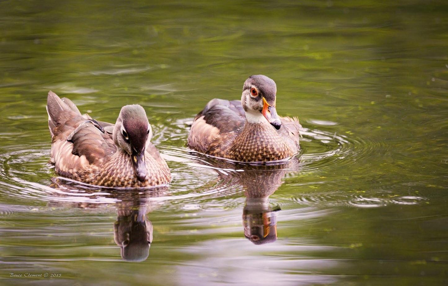 Sigma CRTSG150600CEOS 150-600mm Contemporary Zoom Lens (Refurbished)