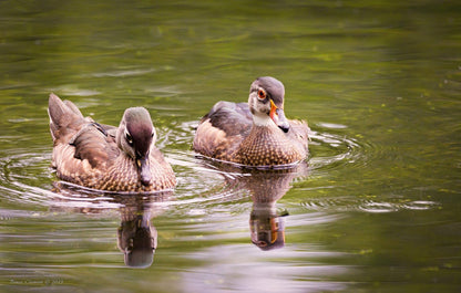 Sigma CRTSG150600CEOS 150-600mm Contemporary Zoom Lens (Refurbished)