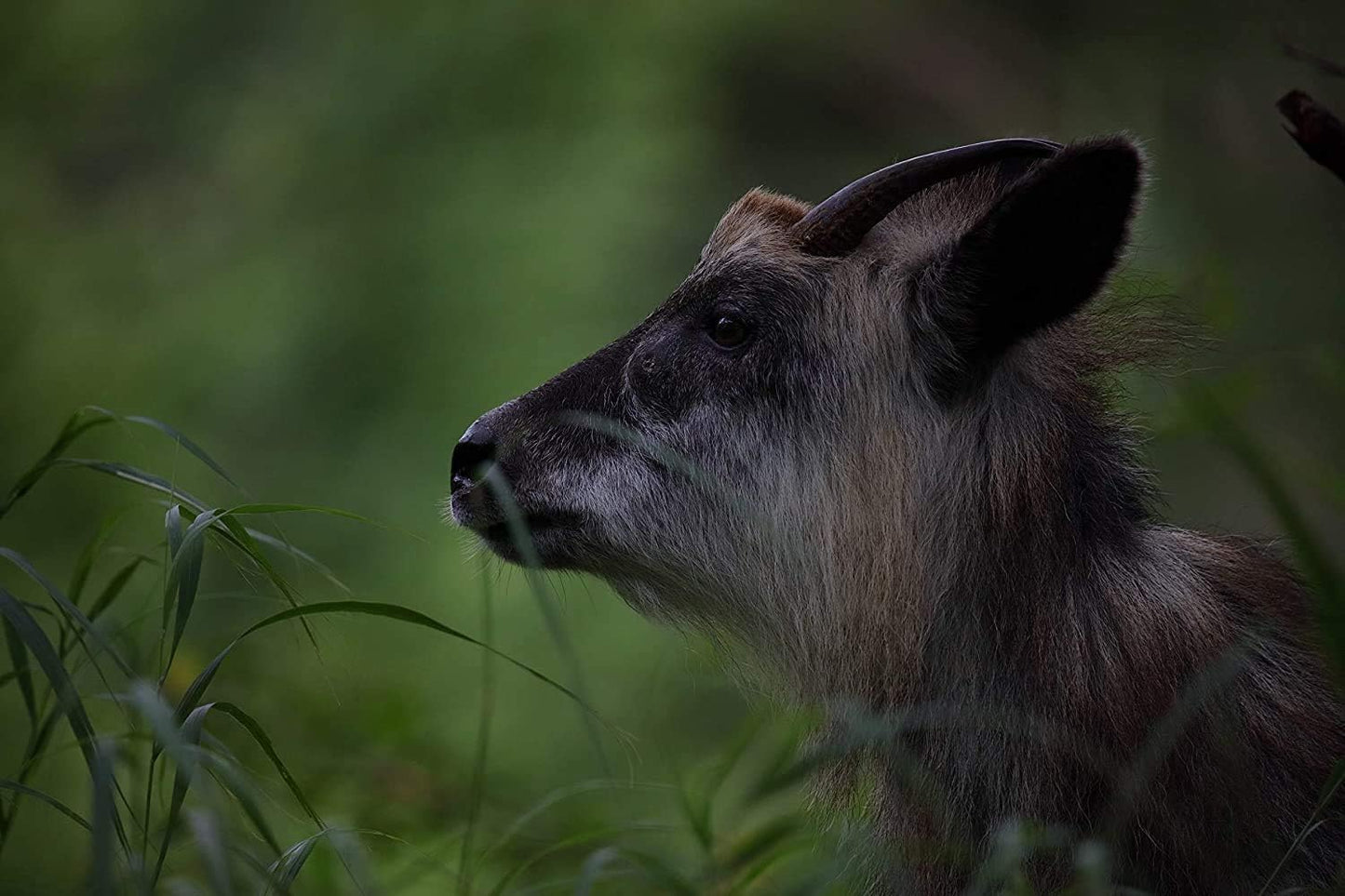 Sigma 730954 60-600mm Telephoto Zoom Lens - Canon EF