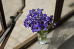 Sony SEL50F18F/2 FE 50mm F1.8 Standard Lens