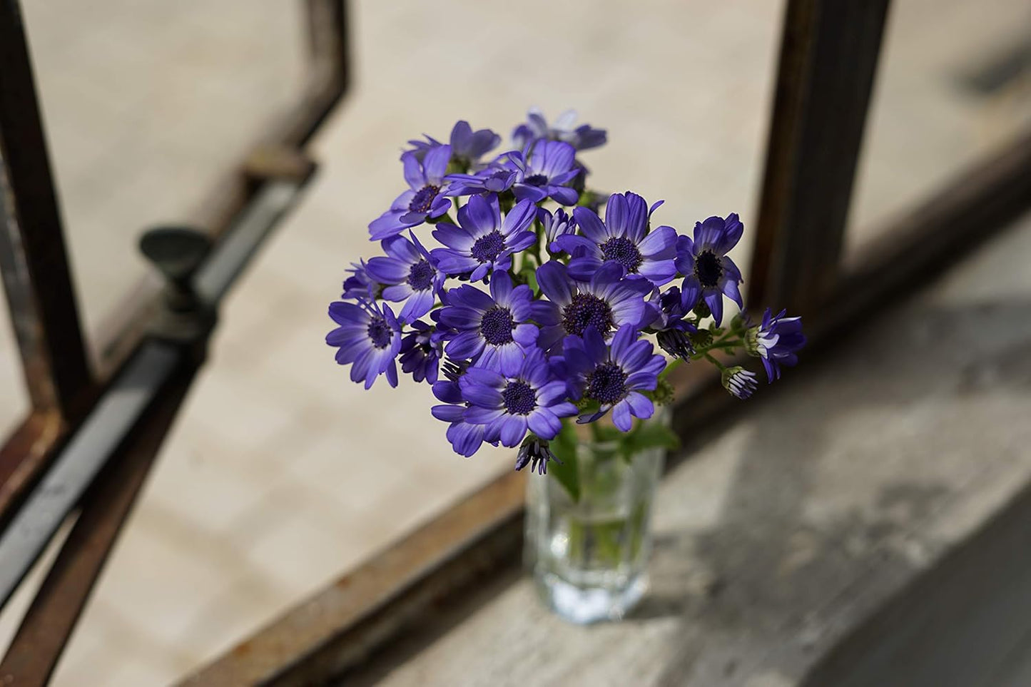 Sony SEL50F18F/2 FE 50mm F1.8 Standard Lens