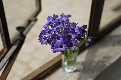 Sony SEL50F18F/2 FE 50mm F1.8 Standard Lens