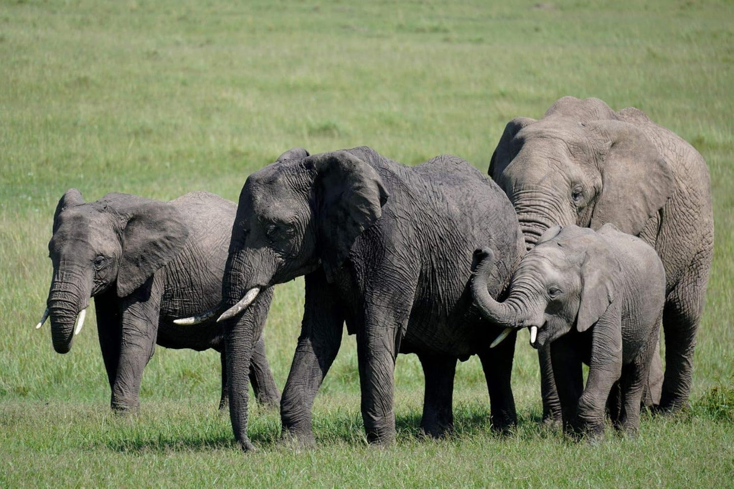 Sony SEL70350G E 70-350mm f/4.5-6.3 G OSS APS-C Lens Bundle