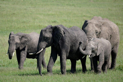 Sony SEL70350G E 70-350mm f/4.5-6.3 G OSS APS-C Lens Bundle