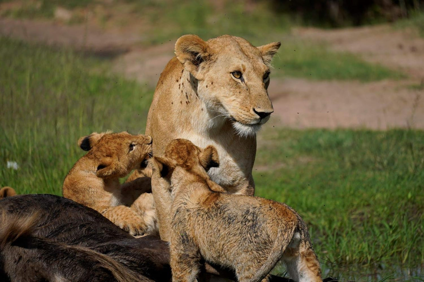 Sony SEL70350G 70-350mm F4.5-6.3 G OSS Lens