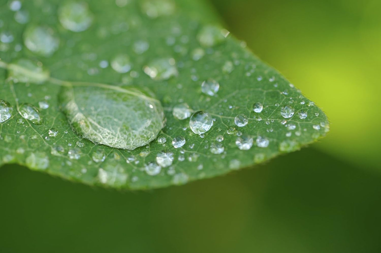 Canon CL10XCKCANT6I-58R67 58mm Macro Close-Up Lens