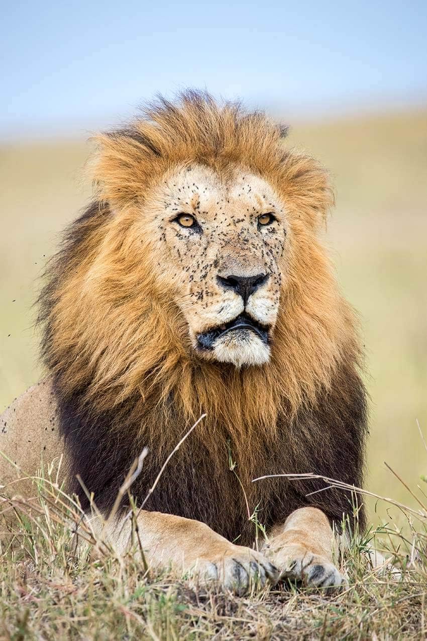 Tamron E11TM150600VCCN SP 150-600mm Canon EF Lens Bundle