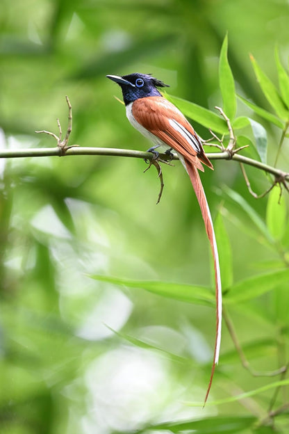 Nikon 20122 NIKKOR Z 600mm f/6.3 VR S Lens