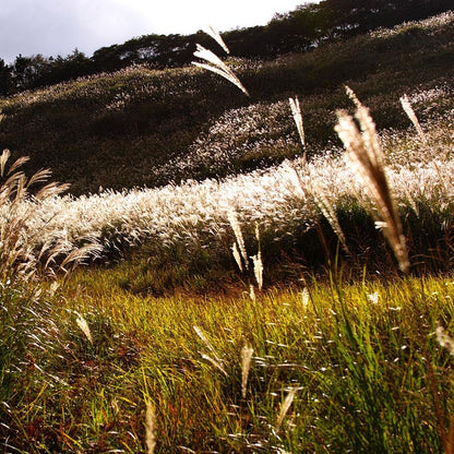 Sigma 340954 35mm F1.4 Art DG HSM Lens Canon EF