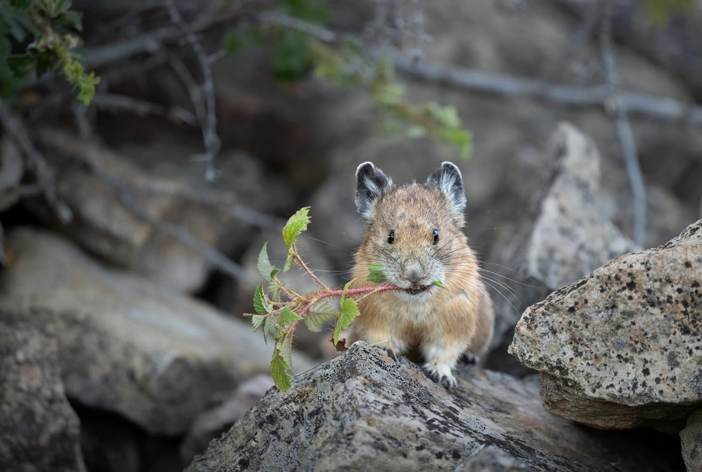 Nikon 20122 NIKKOR Z 600mm f/6.3 VR S Lens