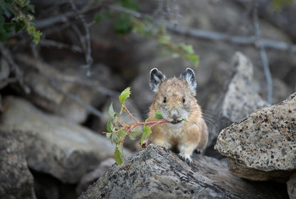 Nikon 20122 NIKKOR Z 600mm f/6.3 VR S Lens